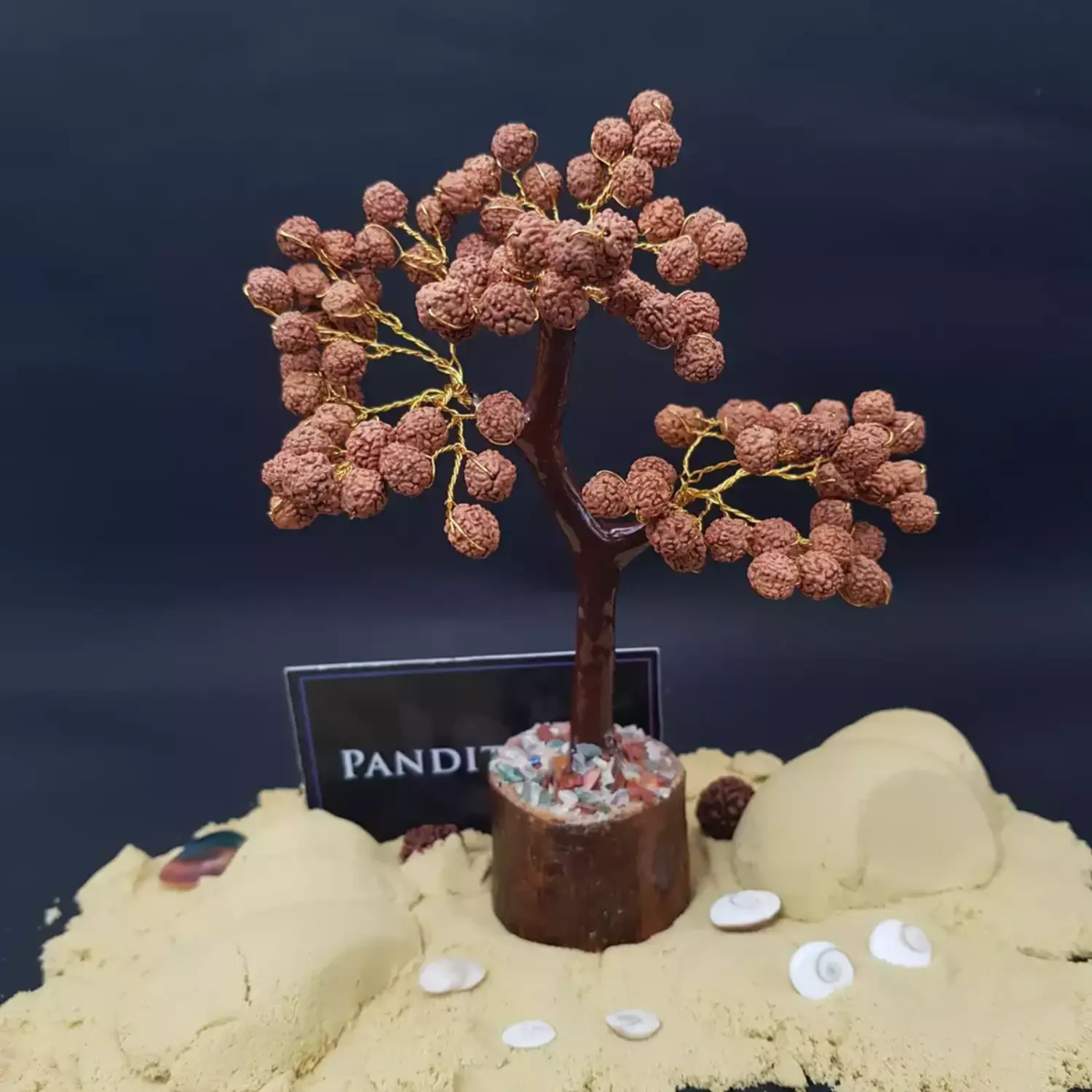 Five Mukhi indonesian Rudraksha Tree