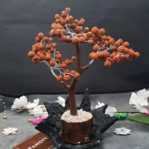 Five Mukhi indonesian Rudraksha Tree