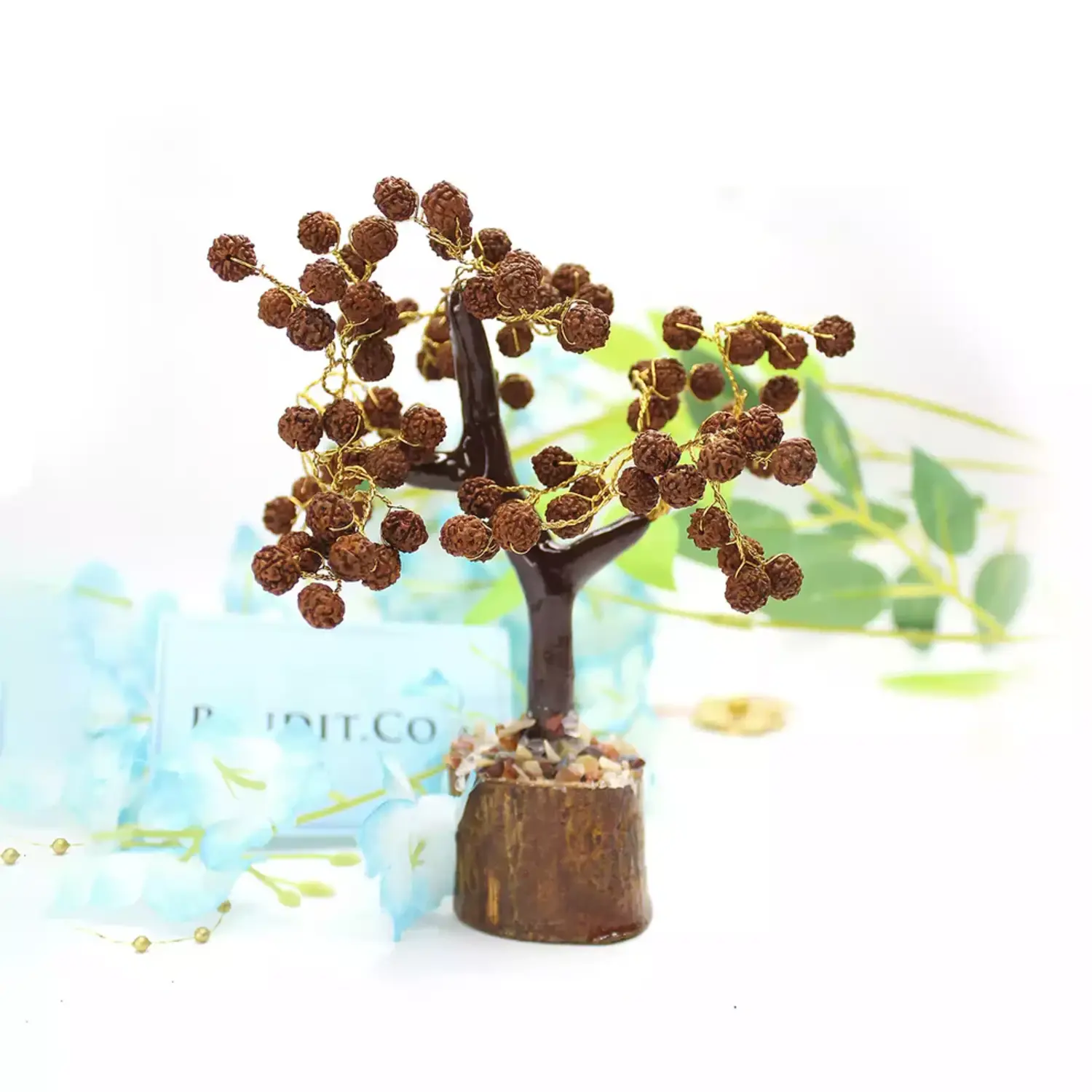Five Mukhi indonesian Rudraksha Tree