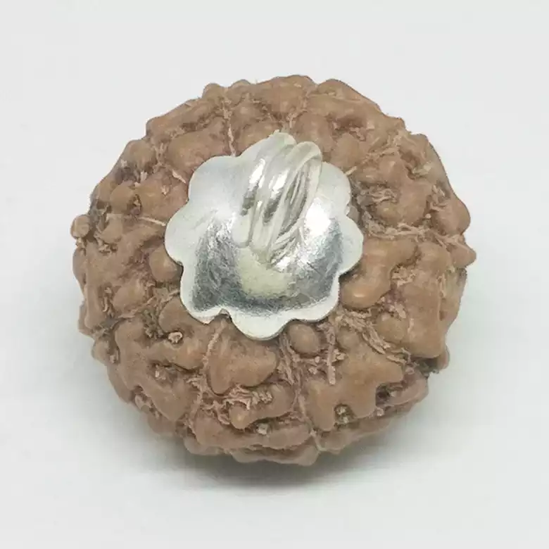 10 Mukhi Rudraksha - Indonesia