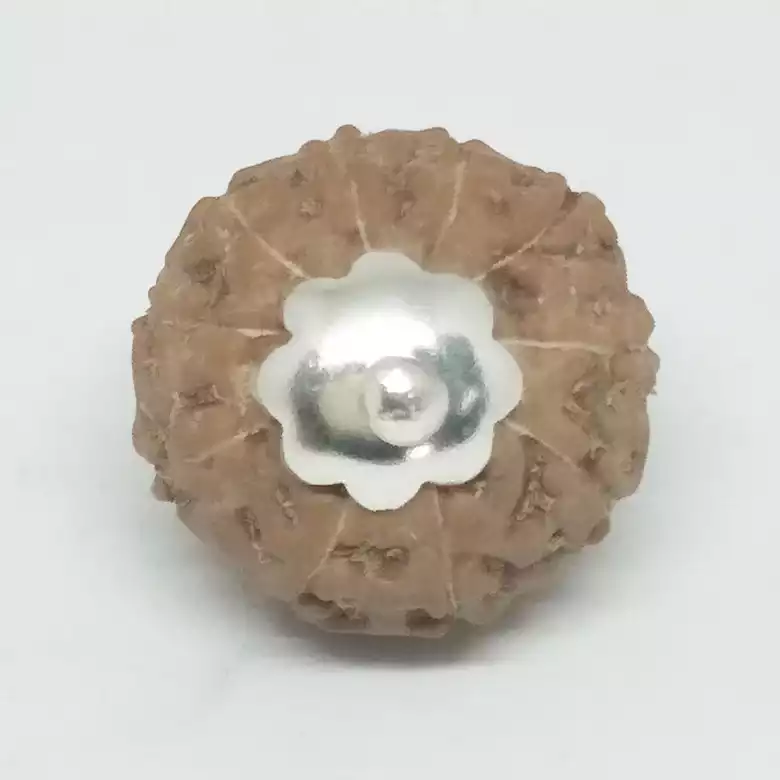 10 Mukhi Rudraksha - Indonesia