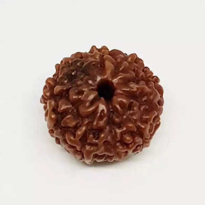 10 Mukhi Rudraksha - Indonesia