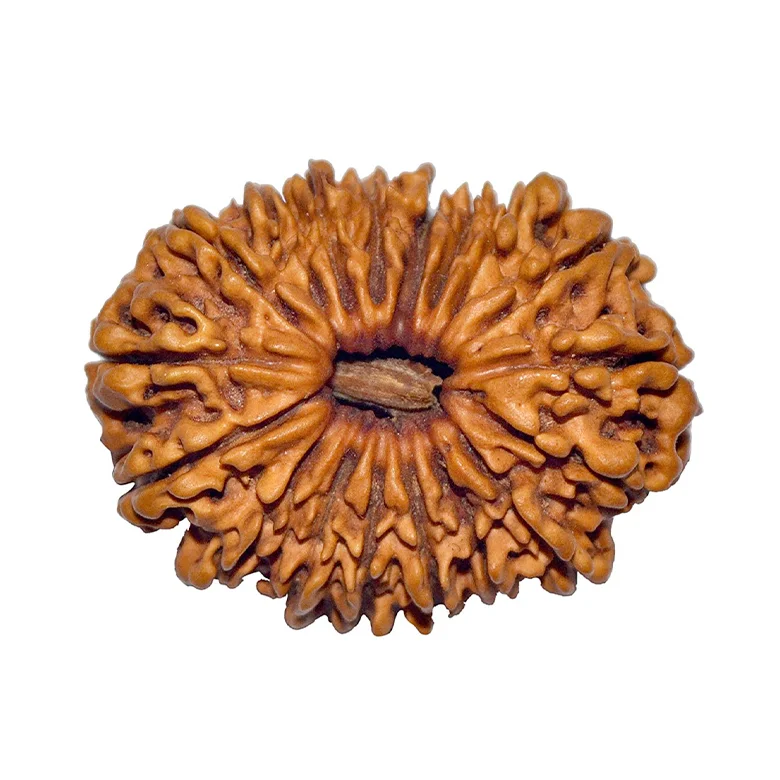 18 Faced Rudraksha – Nepal