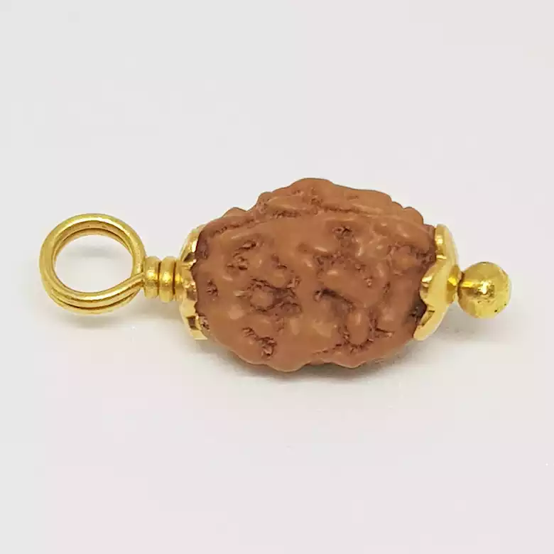 2 Mukhi Rudraksha - Indonesia