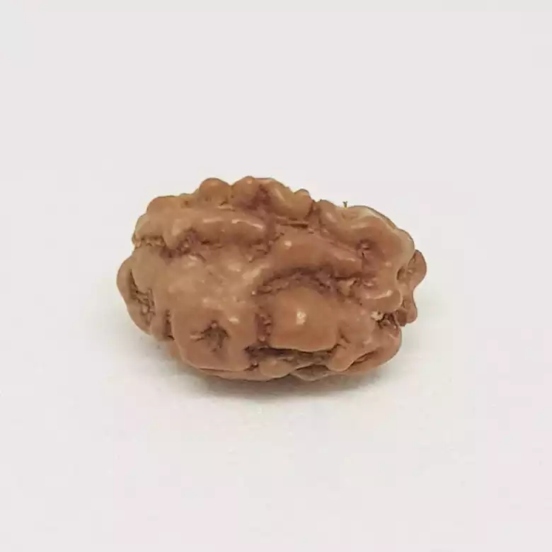2 Mukhi Rudraksha - Indonesia