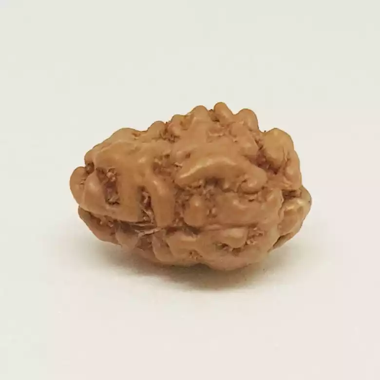2 Mukhi Rudraksha - Indonesia