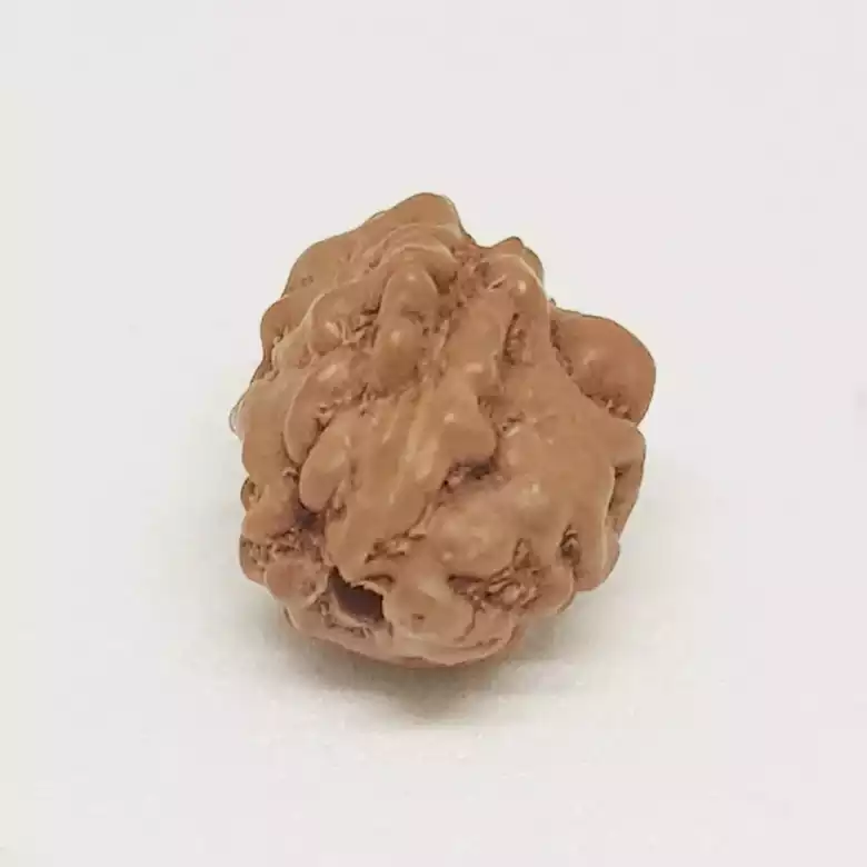 2 Mukhi Rudraksha - Indonesia