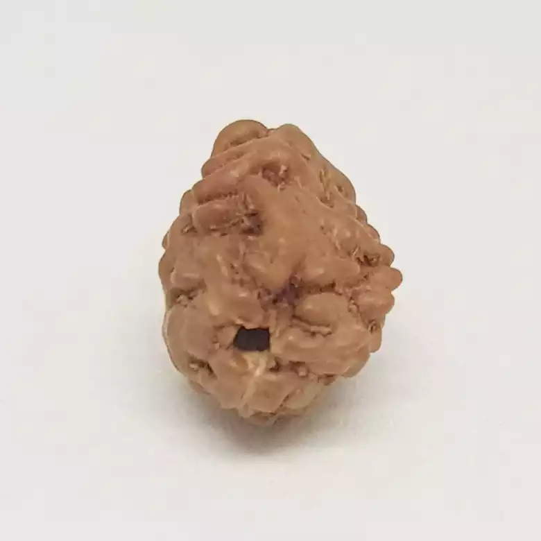 2 Mukhi Rudraksha - Indonesia