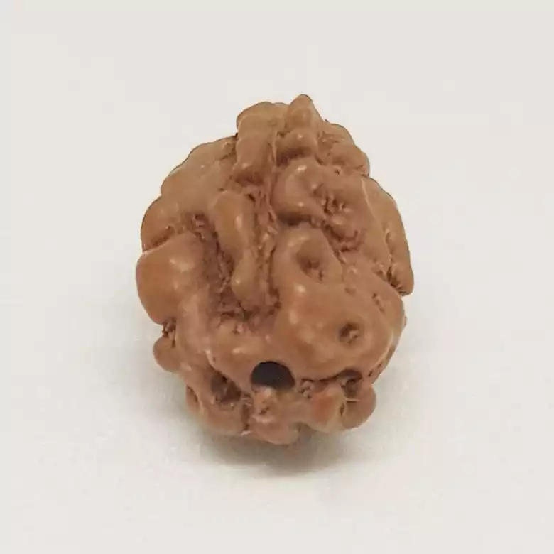 2 Mukhi Rudraksha - Indonesia
