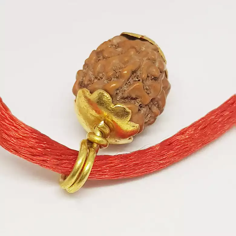 4 Mukhi Rudraksha - Indonesia