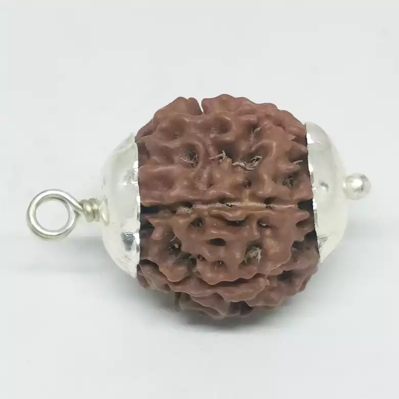 Six Mukhi Premium Rare Rudraksha
