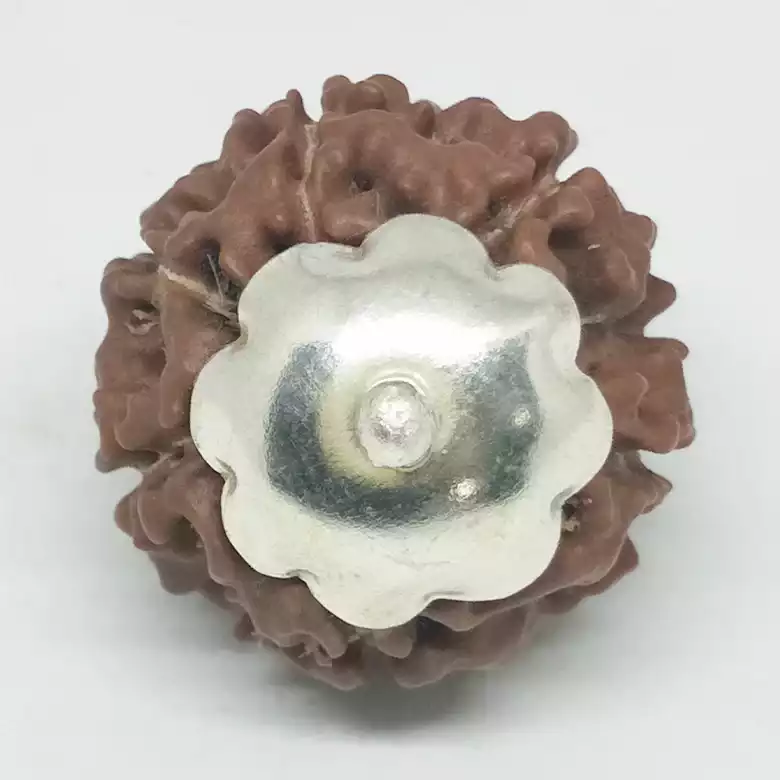 Six Mukhi Premium Rare Rudraksha