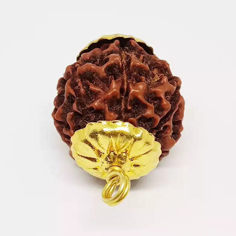 Six Mukhi Premium Rare Rudraksha