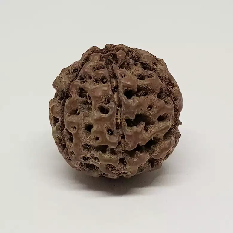 6 Mukhi Rudraksha - Indonesia