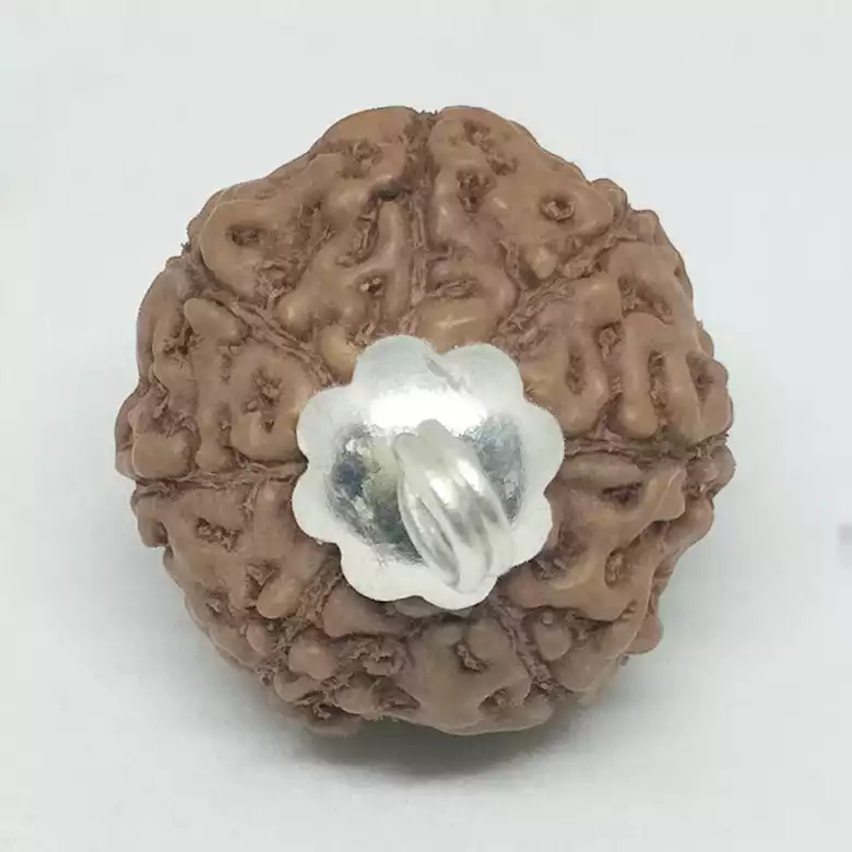 7 Mukhi Rudraksha - Indonesia