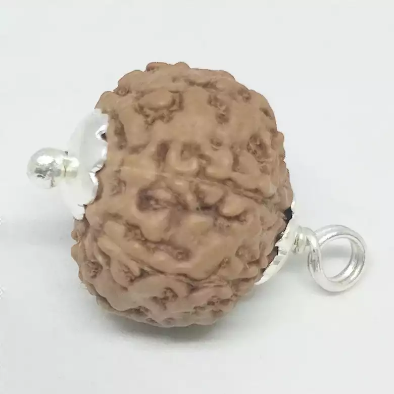 7 Mukhi Rudraksha - Indonesia