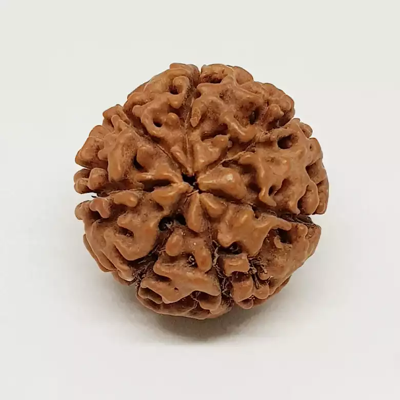 7 Mukhi Rudraksha - Indonesia