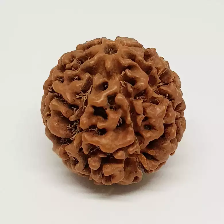 7 Mukhi Rudraksha - Indonesia