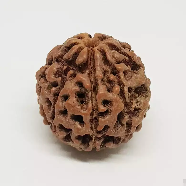Eight Mukhi Premium Rare Rudraksha