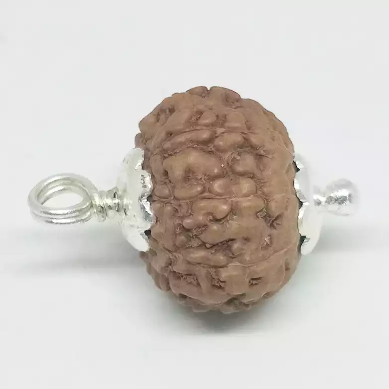 8 Mukhi Rudraksha - Indonesia