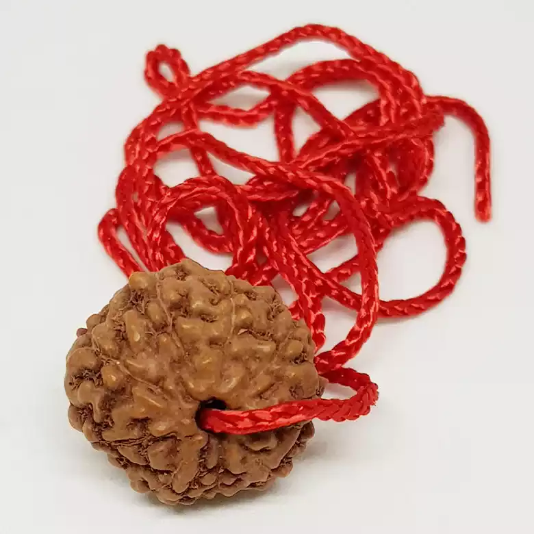8 Mukhi Rudraksha - Indonesia