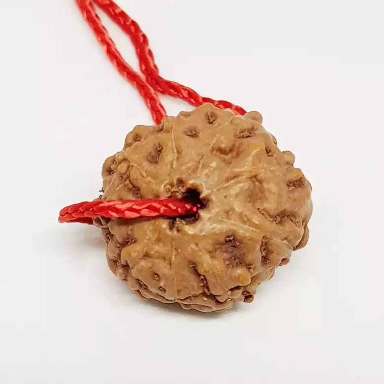 8 Mukhi Rudraksha - Indonesia