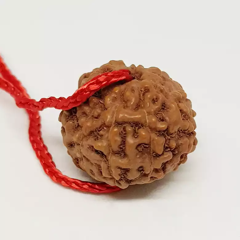 8 Mukhi Rudraksha - Indonesia