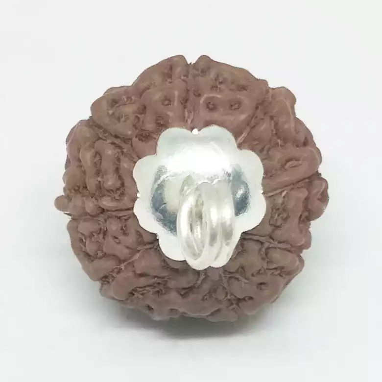 9 Mukhi Rudraksha - Indonesia