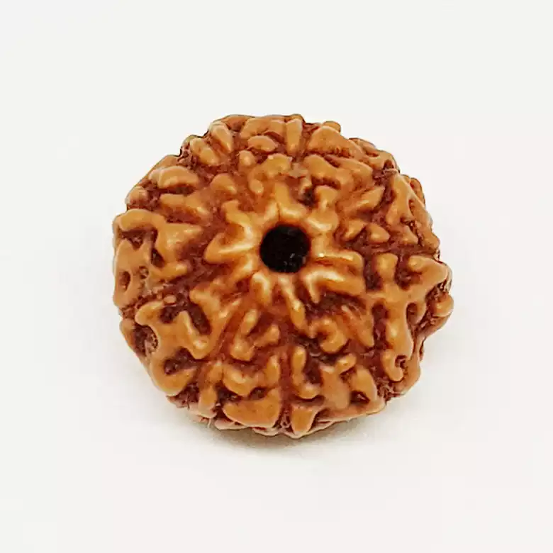 9 Mukhi Rudraksha - Indonesia