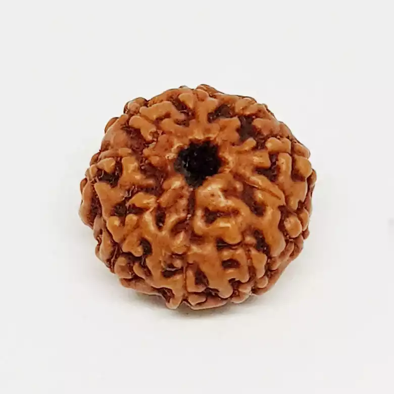9 Mukhi Rudraksha - Indonesia