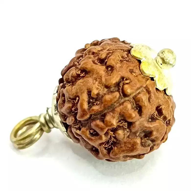 8 Mukhi Rudraksha – Indonesia