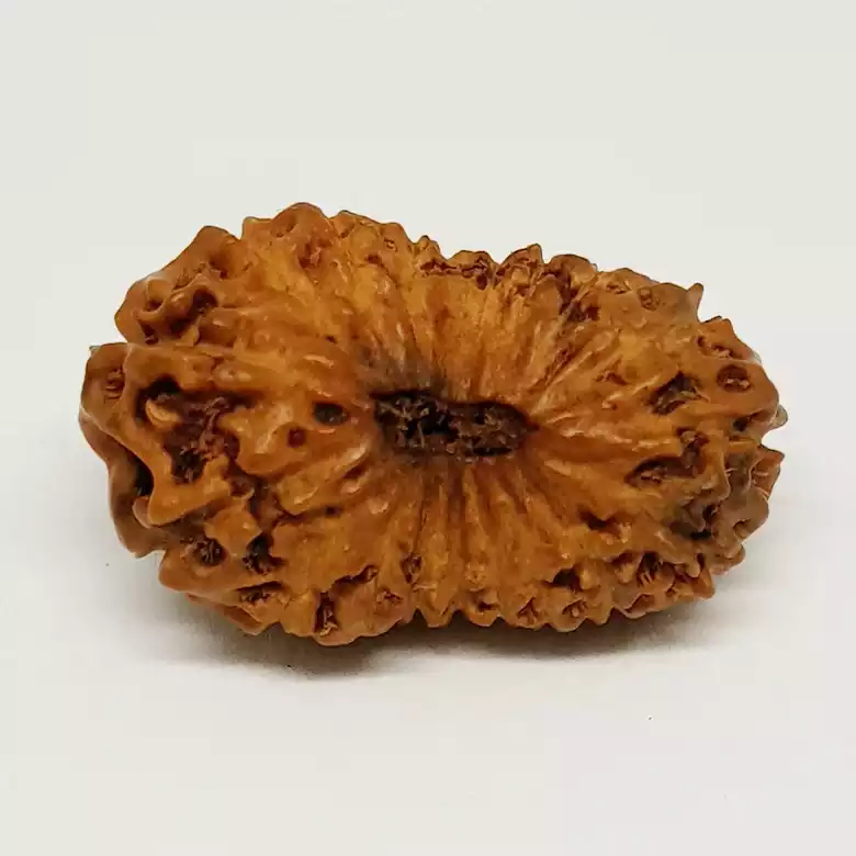 18 Mukhi Rudraksha – Indonesia