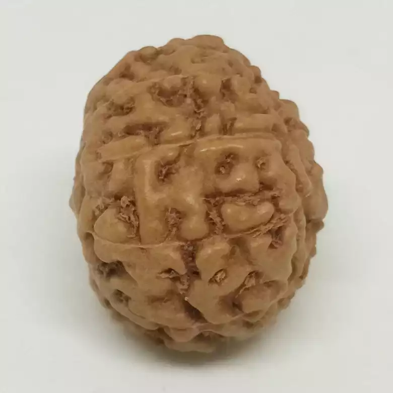 11 Mukhi Rudraksha - Indonesia