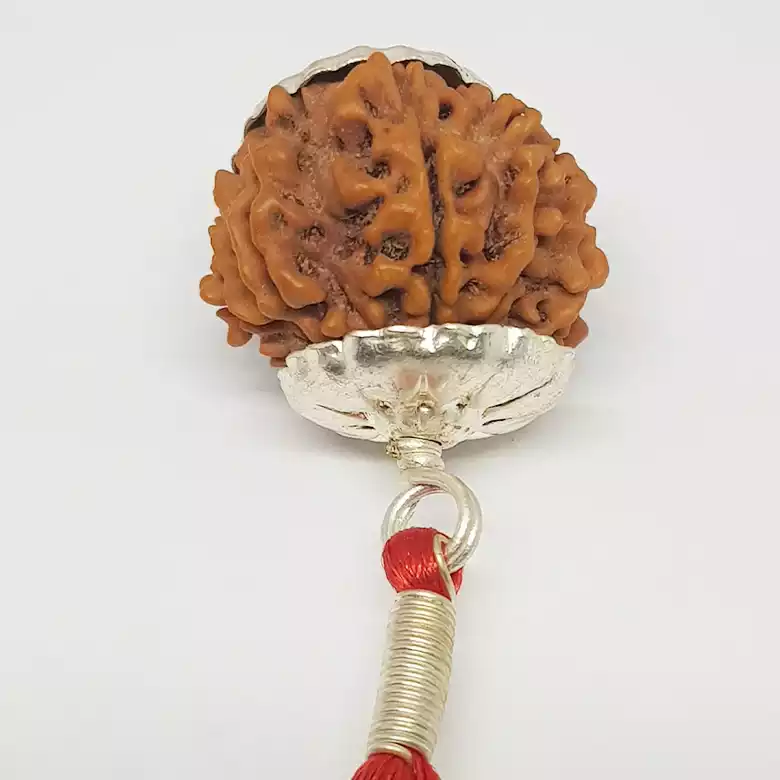 11 Faced Rudraksha - Nepal