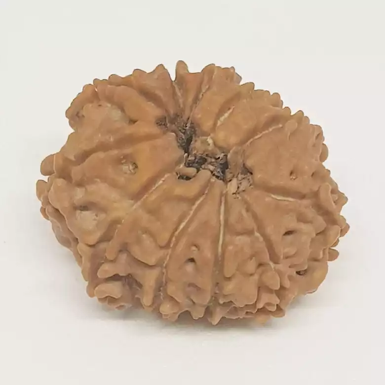11 Faced Rudraksha - Nepal