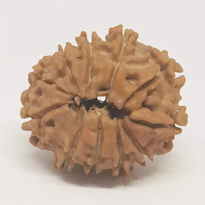 11 Faced Rudraksha - Nepal
