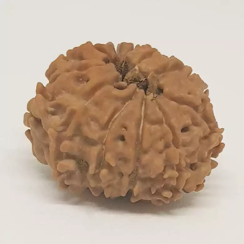 11 Faced Rudraksha - Nepal
