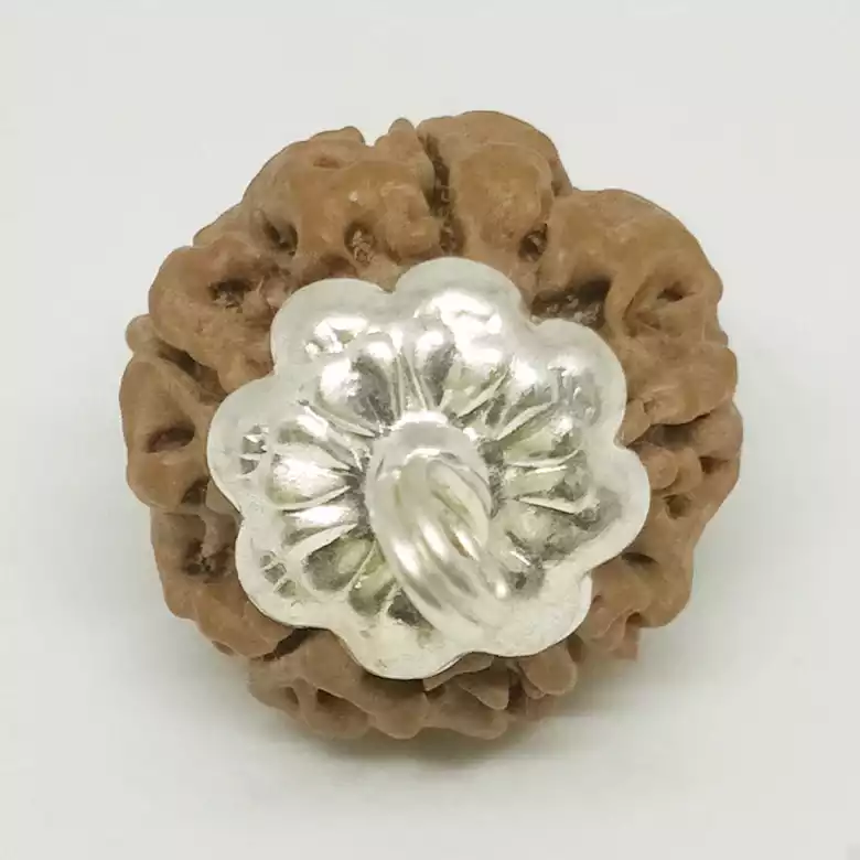 5 Faced Rudraksha - Nepal