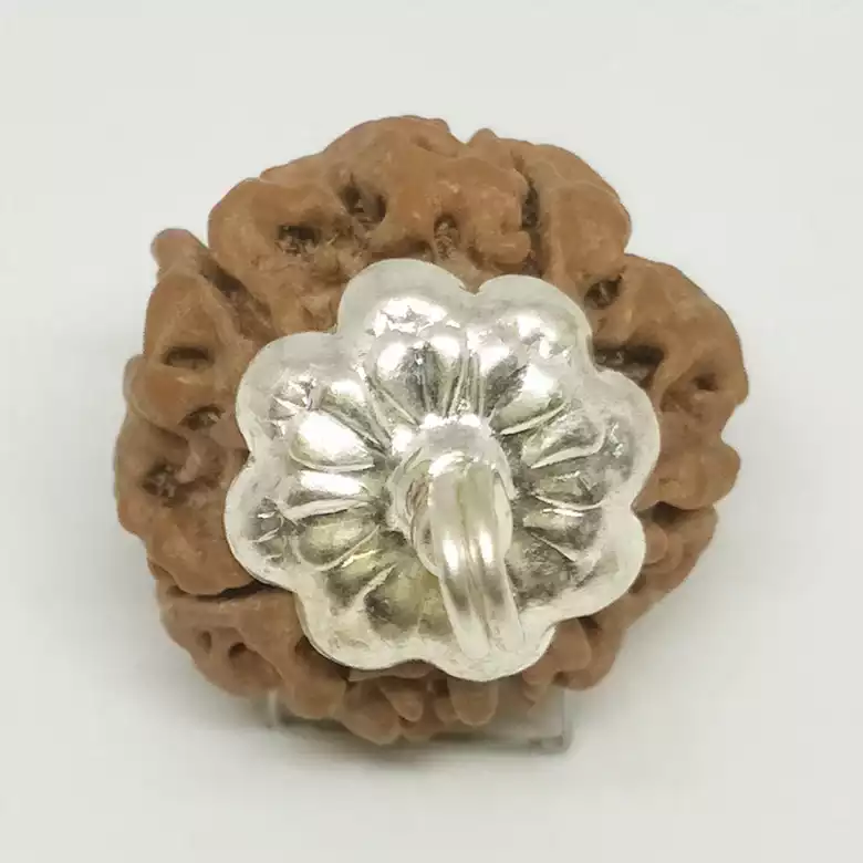 5 Faced Rudraksha - Nepal