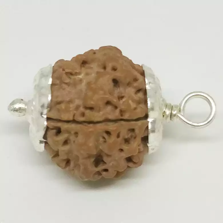 5 Faced Rudraksha - Nepal