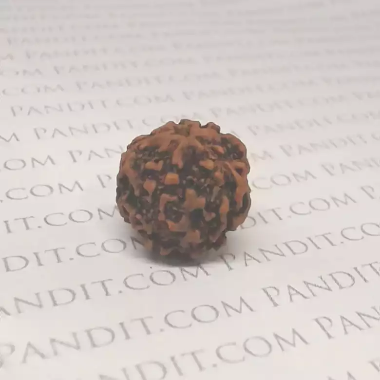 5 Faced Rudraksha - Nepal