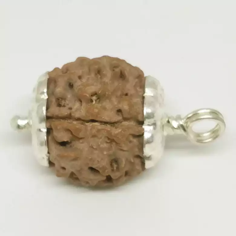 4 Faced Rudraksha - Nepal