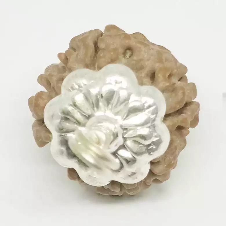 4 Faced Rudraksha - Nepal