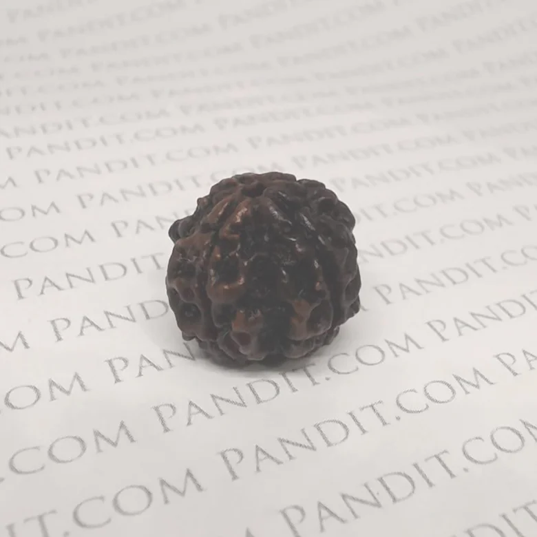Four Faced Rudraksha – 4 Mukhi Rudraksha