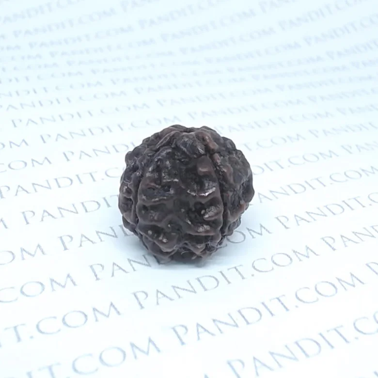 Four Faced Rudraksha – 4 Mukhi Rudraksha