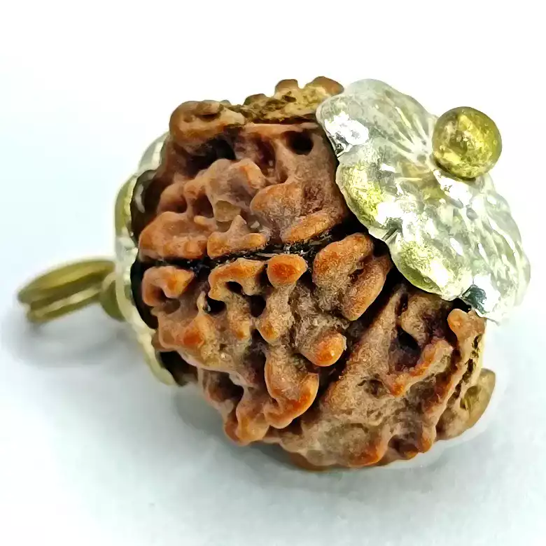 Ganesh Rudraksha – Nepal