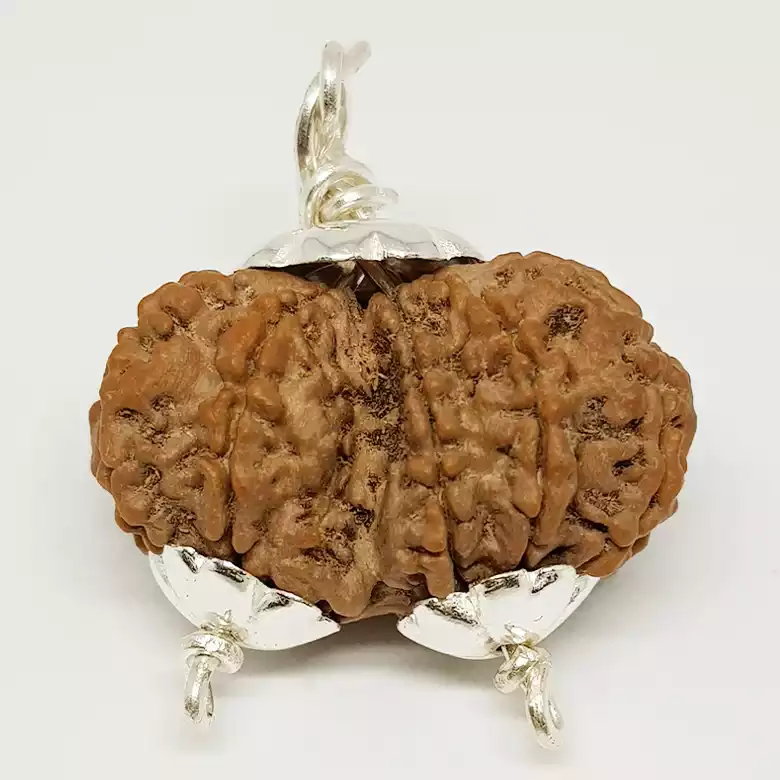 Gauri Shankar Premium Rare Rudraksha