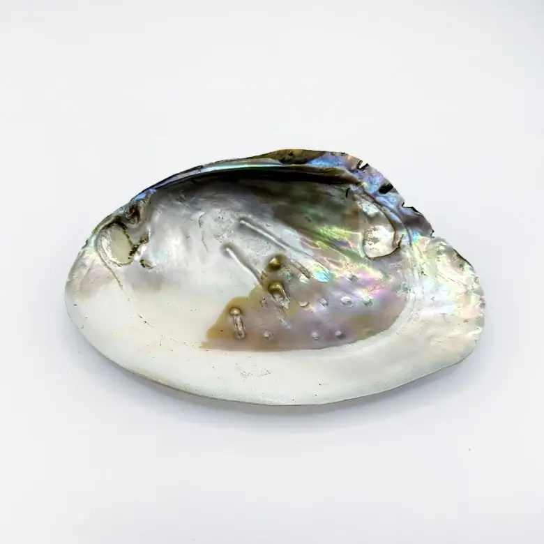 Mother of Pearl Sea Shell