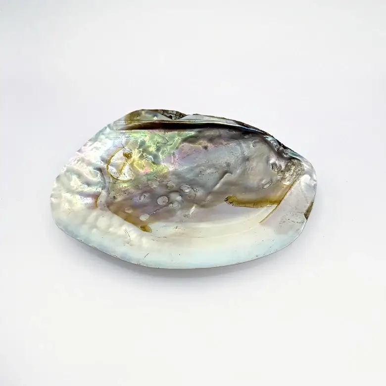 Mother of Pearl Sea Shell