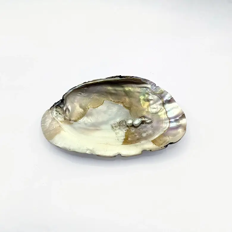 Mother of Pearl Sea Shell